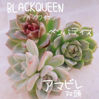 多肉植物 エケベリア 韓国苗 ブラッククイーン ベンバディス アマビレ♡♡(その他)