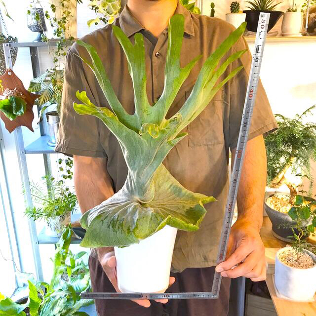 ビカクシダ スパーバム 鉢植え ビカクシダ スパーバム 鉢植え