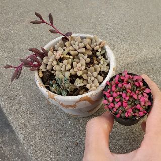 多肉植物  桜吹雪&姫秋麗 2鉢セット(その他)