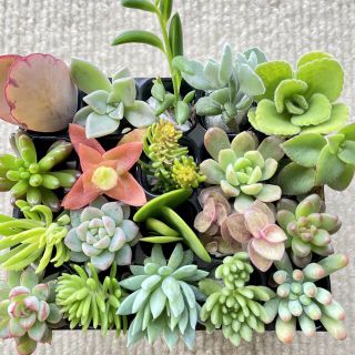 多肉植物カット苗セット 寄せ植え 詰め合わせ(その他)