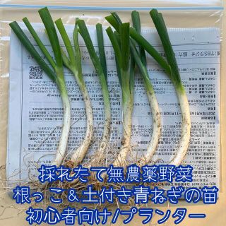 数量限定！採れたて無農薬野菜＊根っこ付き青ねぎの苗＊約30g＊初心者向け＊(野菜)