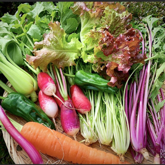 野菜 食品/飲料/酒の食品(野菜)の商品写真