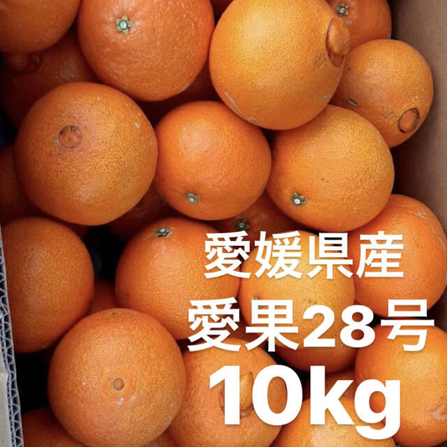 愛媛県 愛果28号 10kg - フルーツ