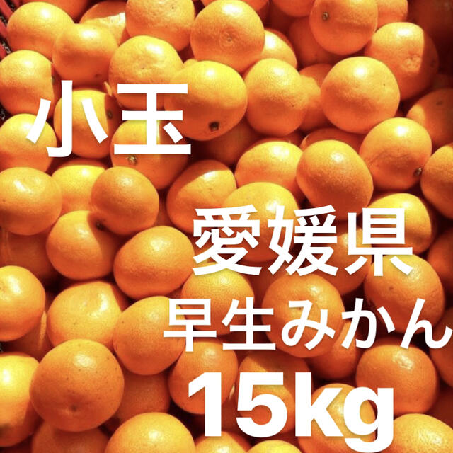 愛媛県　早生みかん　柑橘　15kg