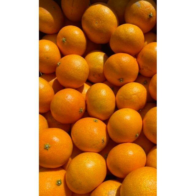 愛媛県産 愛果28号 (紅まどんなと同一品種)10kgの通販 by 愛媛みかん専門店 ヤマダフルーツ|ラクマ 愛媛県産 愛果28号 (紅まどんなと同一品種)10kgの通販 by 愛媛みかん専門店 ヤマダフルーツ|ラクマ