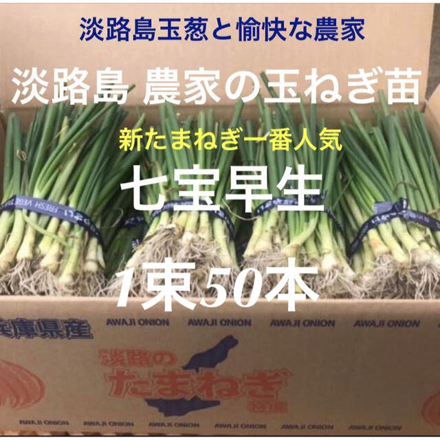 淡路島 玉ねぎ苗 七宝早生 50本 たまねぎ苗 玉葱苗 タマネギ苗の 淡路島 玉ねぎ苗 七宝早生 50本 たまねぎ苗 玉葱苗 タマネギ苗の