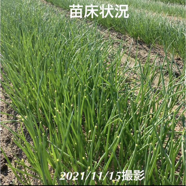 淡路島 玉ねぎ苗 七宝早生 50本 たまねぎ苗 玉葱苗 タマネギ苗の 淡路島 玉ねぎ苗 七宝早生 50本 たまねぎ苗 玉葱苗 タマネギ苗の