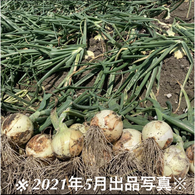 淡路島 玉ねぎ苗 七宝早生 50本 たまねぎ苗 玉葱苗 タマネギ苗の 淡路島 玉ねぎ苗 七宝早生 50本 たまねぎ苗 玉葱苗 タマネギ苗の
