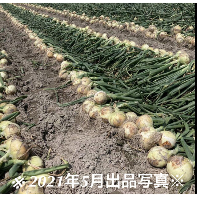 50本　FARMER's　玉葱苗　七宝早生　淡路島ONION　by　タマネギ苗の通販　たまねぎ苗　玉ねぎ苗　淡路島　shop｜ラクマ