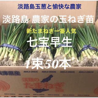 淡路島 玉ねぎ苗 七宝早生 50本 たまねぎ苗 玉葱苗 タマネギ苗の通販