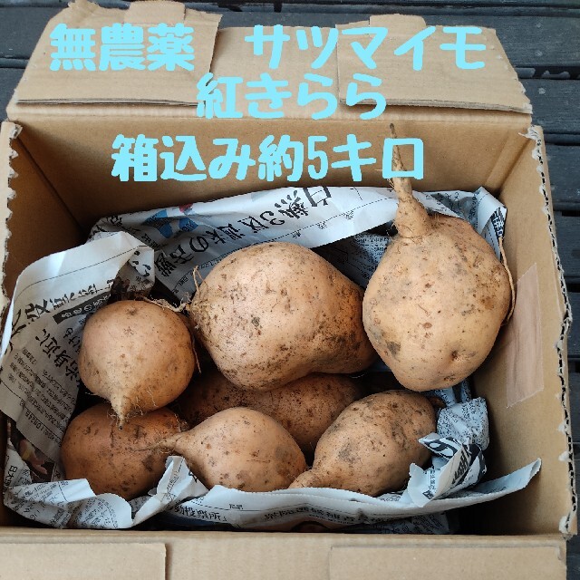 無農薬　サツマイモ　紅きらら　箱込み約5キロ 食品/飲料/酒の食品(野菜)の商品写真