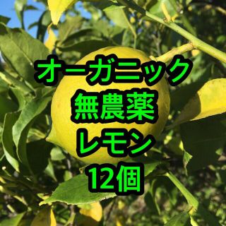 オーガニック　無農薬レモン　12個(フルーツ)