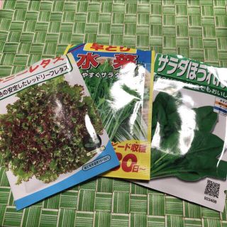 野菜の種水菜   サラダほうれん草  サニーレタスの種 100粒づつ 計300粒(その他)