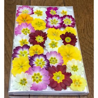 3225  銀の紫陽花が作った彩りプリムラのドライフラワー(ドライフラワー)