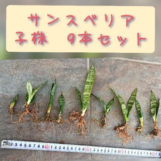 サンスベリア（サンセベリア）新芽(その他)