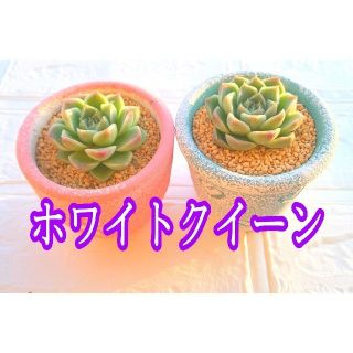 ホワイトクイーン2つ　多肉植物　韓国苗　エケベリア(プランター)