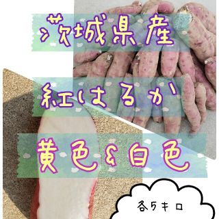 黄色&白色　各5キロ　紅はるか　食べ比べ　茨城県産　さつま芋　サツマイモ　減農薬(野菜)