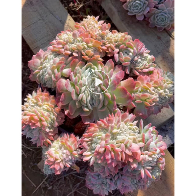 多肉植物 大量入荷 ハンドメイド - kingswaypowernc.com