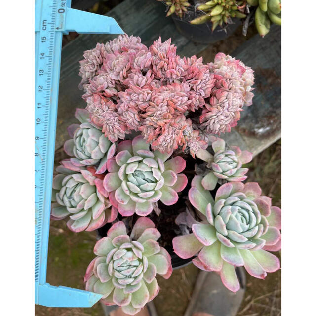 多肉植物 大量入荷 ハンドメイド - kingswaypowernc.com