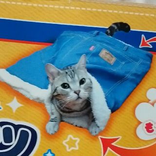 猫用ベッド(猫)