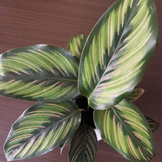 カラテア　サンデリアーナ(その他)