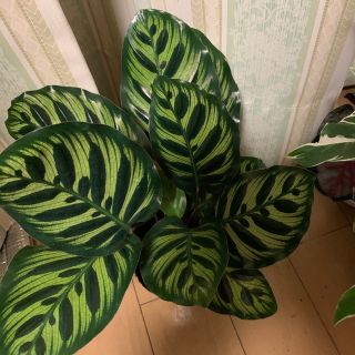 カラテア　マコヤナ(その他)