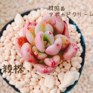 多肉植物 韓国苗 葉挿し アボカドクリーム(その他)