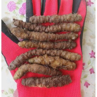 オカワカメ　球根　 50ｇ位　 健康野菜　無農薬で青菜が食べ放題！(野菜)