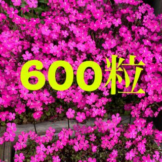 シレネ (ピンクパンサー) 種 600粒(プランター)