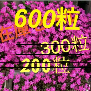 ぽんた様専用 シレネ (ピンクパンサー) 種 300粒(プランター)