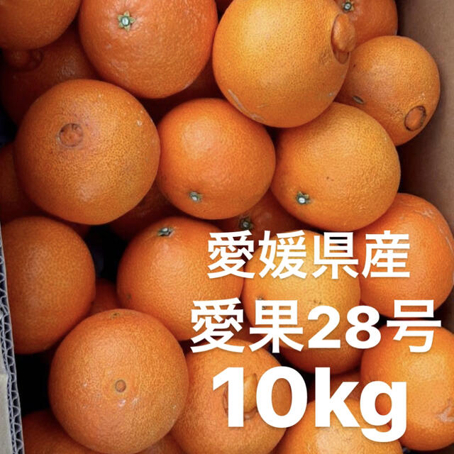愛媛県　愛果28号　10kgフルーツ