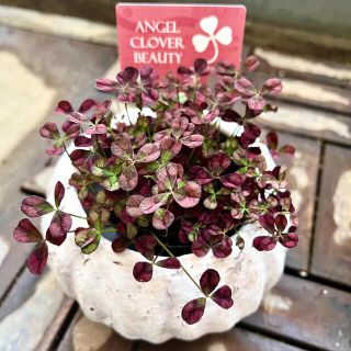 天使のピアス　エンジェルクローバー　BEAUTY 寄植えにぴったりな　ハンキング(その他)