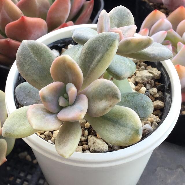 多肉植物 パキフィツム 月下美人錦・双頭 抜き苗!! 3の通販 by 多肉植物 パキフィツム 月下美人錦・双頭 抜き苗!! 3の通販 by