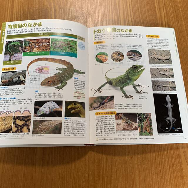 小学館の図鑑 NEO  両生類・はちゅう類 エンタメ/ホビーの本(絵本/児童書)の商品写真