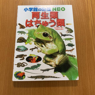 小学館の図鑑 NEO  両生類・はちゅう類(絵本/児童書)