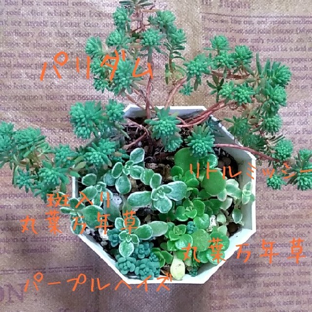 多肉植物【セダム寄植え】抜き苗 ハンドメイドのフラワー/ガーデン(プランター)の商品写真