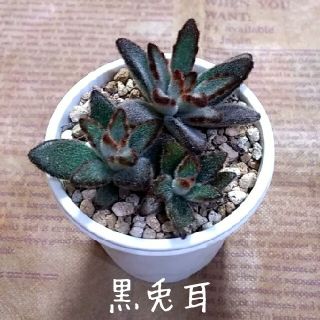 多肉植物【黒兎耳】抜き苗(プランター)