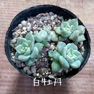 多肉植物【白牡丹】抜き苗(その他)