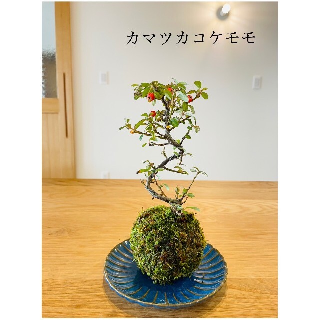 カマツカコケモモの苔玉　盆栽 ハンドメイドのフラワー/ガーデン(その他)の商品写真