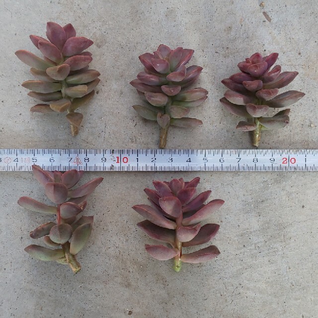 クーポン利用 多肉植物 ブロンズ姫 5カット ② - crumiller.com