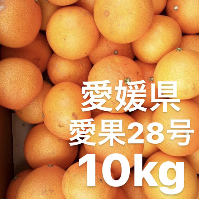 食品愛媛県　愛果28号　10kg