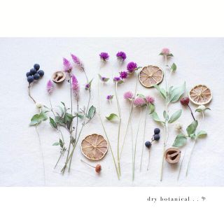 dry botanical /  #27 ドライフラワー 花材  ハンドメイド(ドライフラワー)