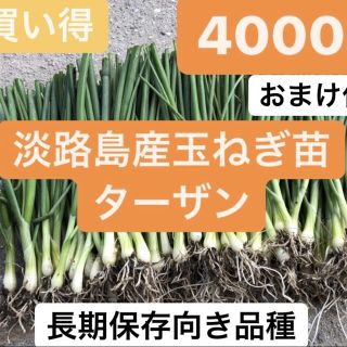 4000本！淡路島産玉ねぎ苗ターザン！おまけ付き送料無料(野菜)