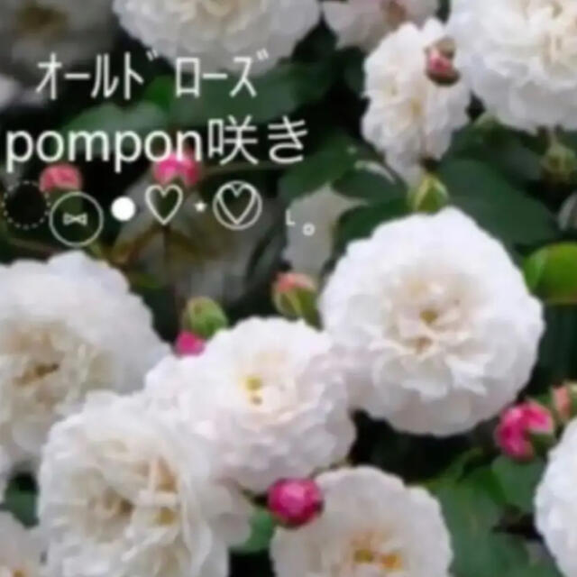 ✴️ ｵｰﾙﾄﾞﾛｰｽﾞ pompon咲き　挿し穂　✴️ ハンドメイドのフラワー/ガーデン(その他)の商品写真