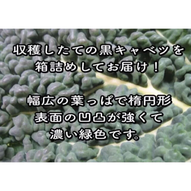 珍しい緑黄色野菜⑅◡̈* カーボログランリーフ　黒キャベツ　無農薬　珍しい野菜 食品/飲料/酒の食品(野菜)の商品写真