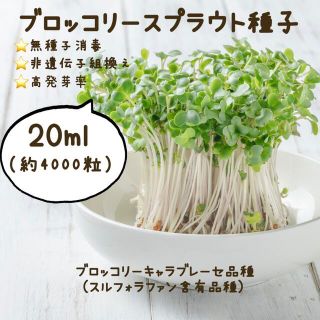 ブロッコリースプラウト種子 20ml  （約4,000粒）(野菜)