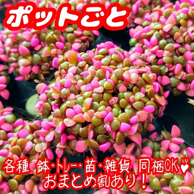 【ポットごと】桜吹雪 多肉植物 アナカンプセロス 紅葉 プレステラ プラ鉢 ハンドメイドのフラワー/ガーデン(その他)の商品写真