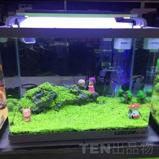 種から育てる水草　30㎝水槽用(アクアリウム)