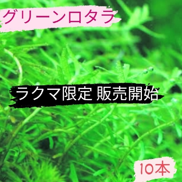 【残り1 増量】グリーンロタラ15本 その他のペット用品(アクアリウム)の商品写真