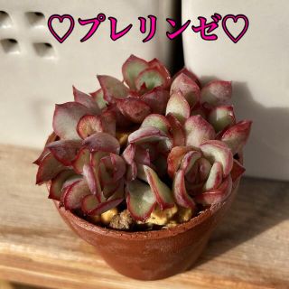 プレリンゼ　多肉植物　(その他)